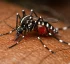 Aedes Busckii (Coquillett)