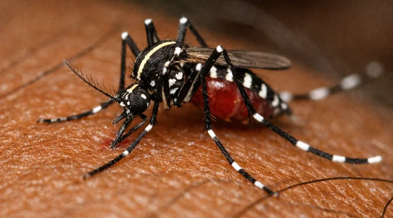 Aedes Busckii (Coquillett)