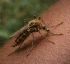 Aedes Tortilis (Theobald)