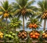 Coconut Palm in Dominica