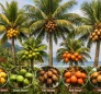 Coconut Palm in Dominica