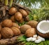 Dry Coconut in Dominica