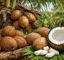 Dry Coconut in Dominica