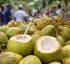 Green Coconut in Dominica