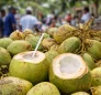 Green Coconut in Dominica