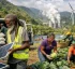 Green Industries in Dominica