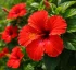 Hibiscus (Hibiscus rosa-sinensis)