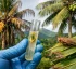 Lethal Yellowing (LY) in Dominica