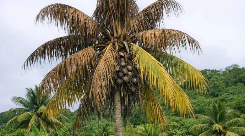 Lethal Yellowing (LY) in Dominica