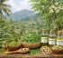 Moringa (Moringa Oleifera)