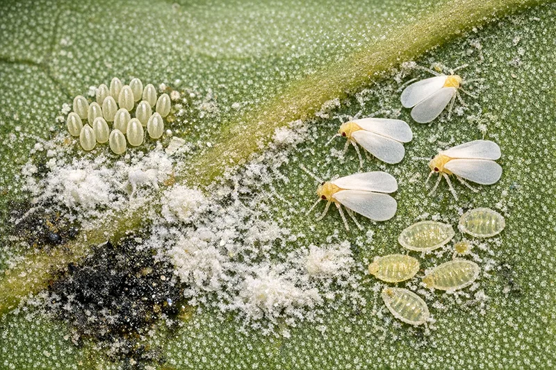 Nesting Whitefly (Paraleurodes minei) – DOM767