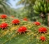Red Palm Mite in Dominica