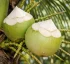 Young Coconut
