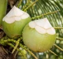Young Coconut