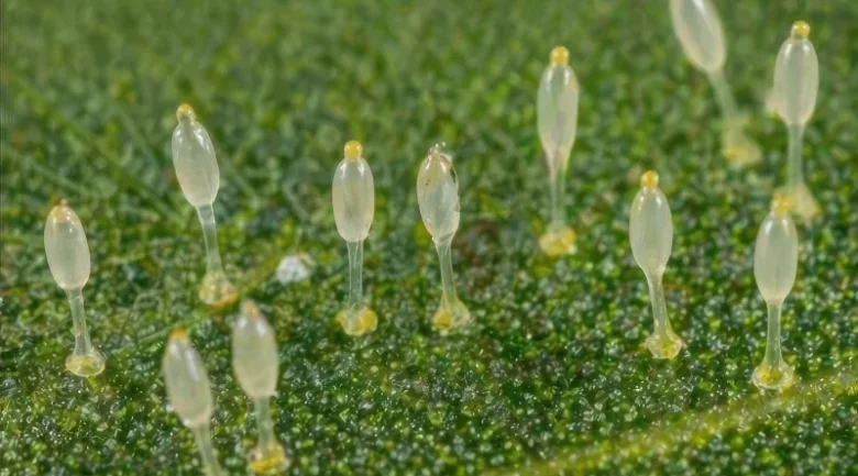 Asian Citrus Psyllid