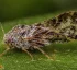 Asian Citrus Psyllid