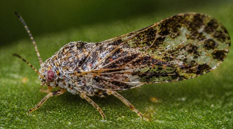Asian Citrus Psyllid