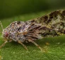 Asian Citrus Psyllid