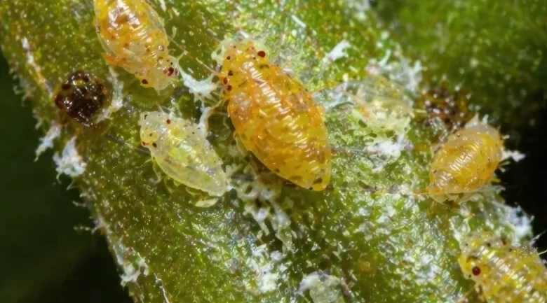 Asian Citrus Psyllid