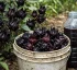 Black Sorrel (Dark Red Roselle) in Dominica