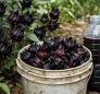 Black Sorrel (Dark Red Roselle) in Dominica