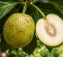 Breadfruit – Yampeh