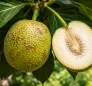 Breadfruit – Yampeh