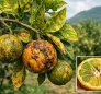 Citrus Greening in Dominica