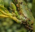 Citrus Tristeza Virus (CTV)