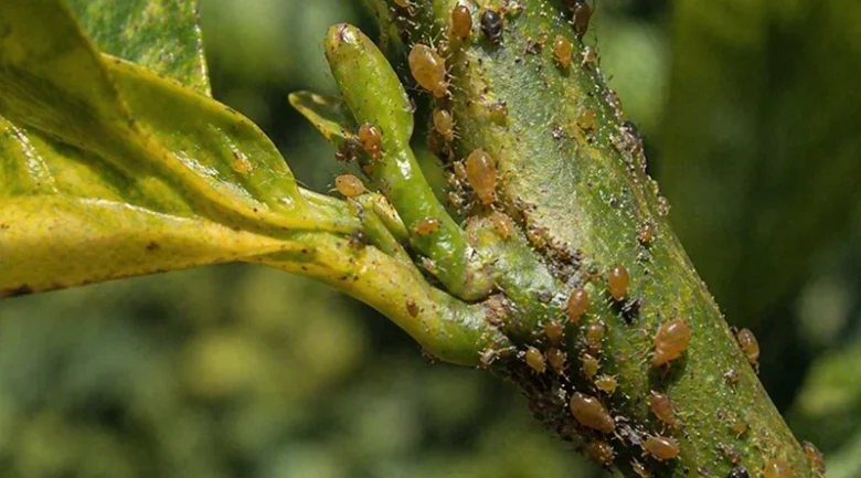 Citrus Tristeza Virus (CTV)