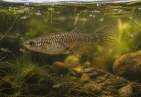 Mosquitofish