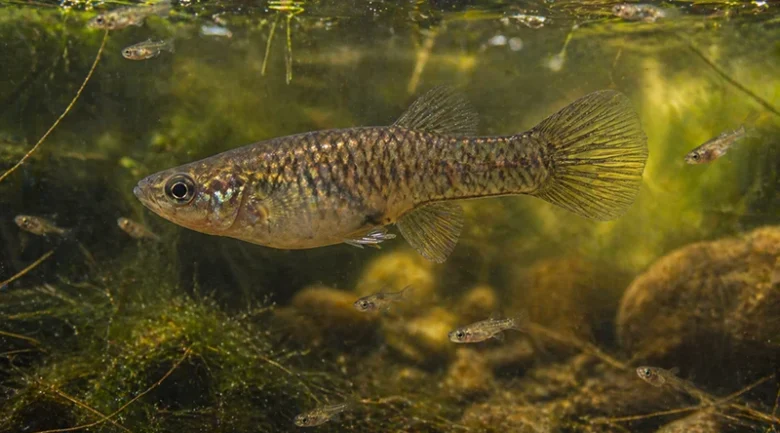 Mosquitofish
