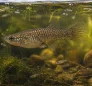 Mosquitofish