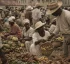 Saturday Market in Dominica