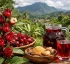 Red Sorrel in Dominica