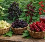 Sorrel in Dominica
