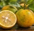 Sour Orange (Citrus Aurantium)