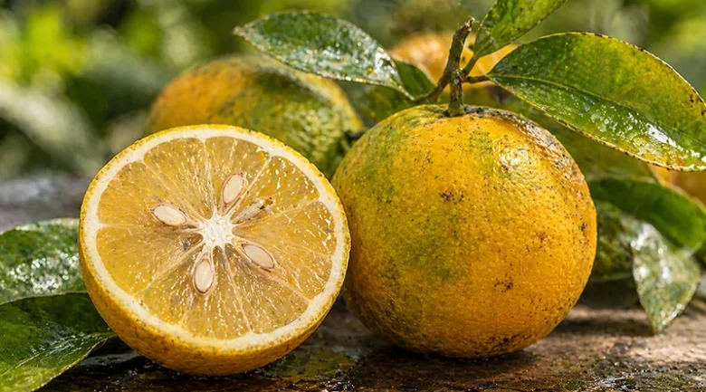 Sour Orange (Citrus Aurantium)