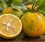 Sour Orange (Citrus Aurantium)