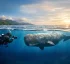 Sperm Whale Tourism Levy