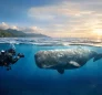 Sperm Whale Tourism Levy