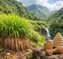 Vetiver Grass in Dominica