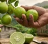 West Indian Lime