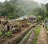 Yellow Fever in Dominica