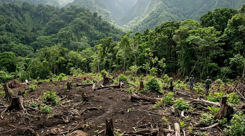 Deforestation in Dominica