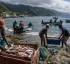 Overfishing in Dominica