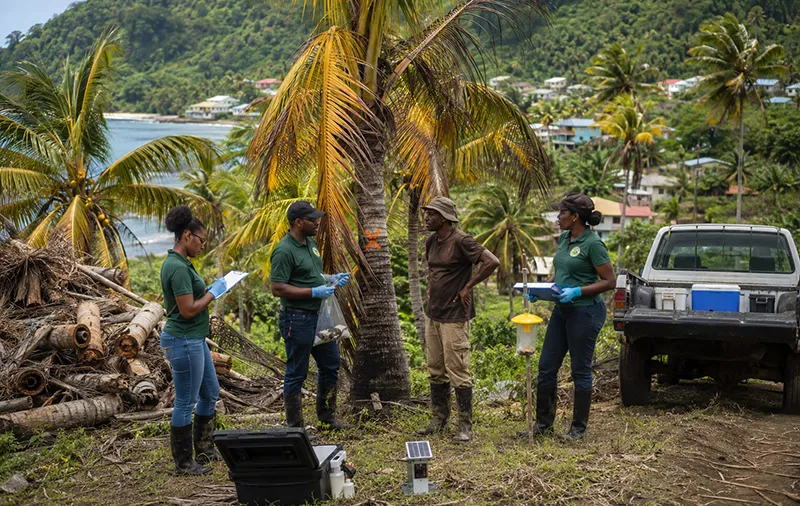 Agricultural officials in Dominica inspect diseased coconut palms and marked infected trees as part of surveillance and emergency response efforts against lethal yellowing disease.