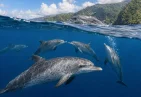 Atlantic Spotted Dolphins in Dominica