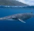 Bryde’s Whale in Dominica