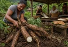 Cassava in Dominica